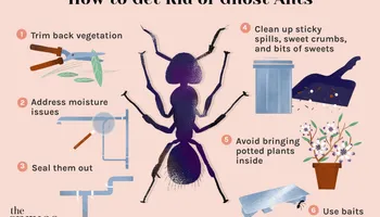 Bed Bug Heating Service for Platinum Pest Control in Spring Hill, FL