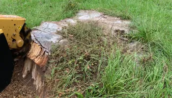 Tree Removal for Alford’s Tree and Stump Services LLC in Lake City, FL