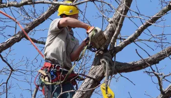 Tree Removal for Mario's Tree Service in Richmond, VA