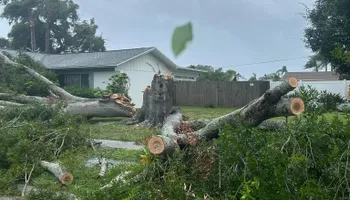 Tree Removal for Elevation Tree Service in Holiday, FL