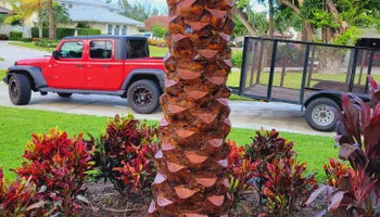Tree Trimming & Removal for L & J Palm Tree & Lawn Care Services in Jupiter, FL