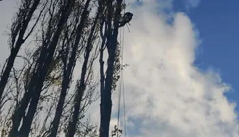 Tree Removal for A&J WA Tree Services in Kent, WA