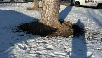 Tree Removal for Allstate Tree Service and Crane in Spring Lake Park, MN