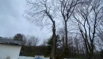 Tree Removal for Licensed to Cut in Athens, PA