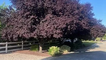 Tree Removal for Sammy's Tree Services in Sacramento, CA