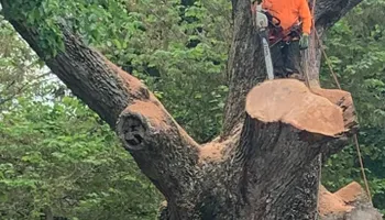 Tree Removal for Jason's Tree Service in Marlton, NJ