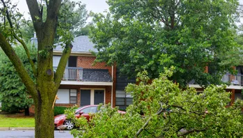  Tree Trimming and Removal for Blade Runner Landscapes in Austin, TX