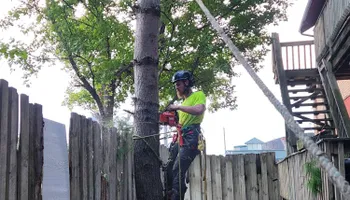 Tree Removal for Canopy Tree Service in Kenosha, WI