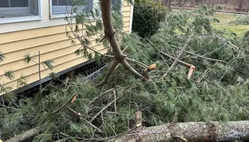 Tree Removal for Leaf and Limb in Townsend, MA