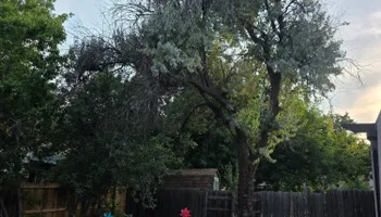 Tree Removal for Family Tree & Landscape LLC in Aurora, CO