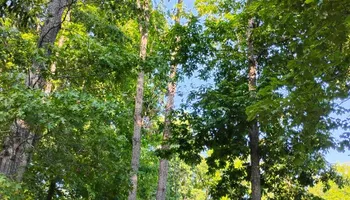 Tree Removal for VA Landgrowth LLC in Lexington, VA