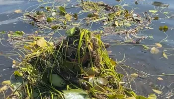 Beach Cleaning Services for JT’s Underwater Landscaping in Brainerd, MN