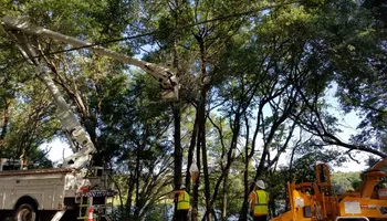 Tree Removal for Daniel Hickey’s Tree Service in DeLand, FL