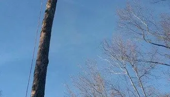 Tree Removal for Mario's Tree Service in Richmond, VA