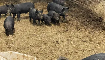 Plumbing Remodels for Mr. Pipe Dreams LLC in Colorado Springs, CO