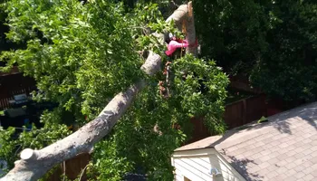 Tree Removal for Marvelous Marvin's Tree Care in Garland, TX
