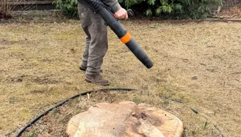 Tree Removal for Robery's Tree Service in West Wareham, MA