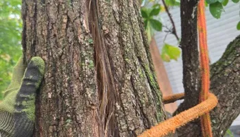 Tree Climbing for Red Roosters Tree Services in Bedford County, VA
