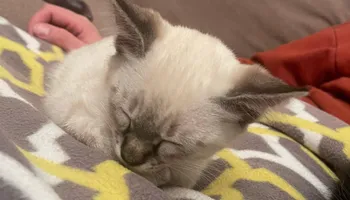 Plumbing Remodels for Mr. Pipe Dreams LLC in Colorado Springs, CO