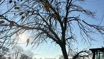 Tree Removal for Fransen's Tree Service  in Freeport, IL