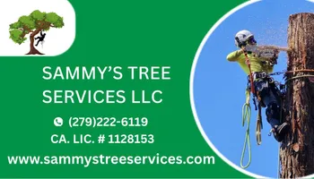 Tree Removal for Sammy's Tree Services in Sacramento, CA