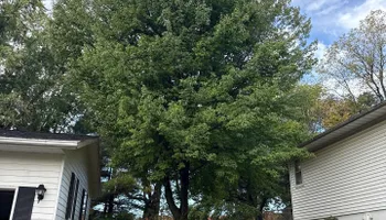 Tree Removal for Fransen's Tree Service  in Freeport, IL