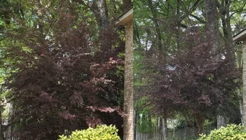 Painting and Drywall for Camalett Services in Perry, GA