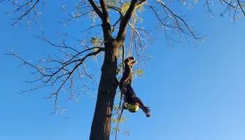 Tree Removal for Canopy Tree Service in Kenosha, WI