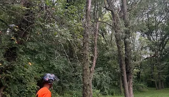 Tree Removal for Cross Family Tree Service in Kearney, MO