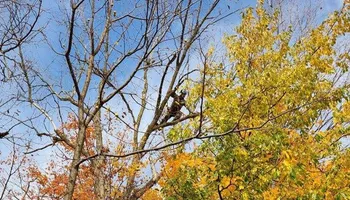 Tree Removal for Summit Tree Care LLC in Fort Wayne, IN