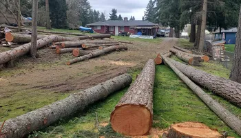 Tree Removal for A&J WA Tree Services in Kent, WA