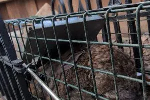 Residential Wildlife Control for Topper's Wildlife Removal in Garland, TX