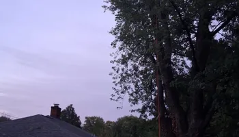 Tree Climbing for Red Roosters Tree Services in Bedford County, VA