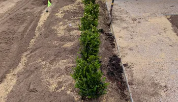 Lawn Maintenance for Brazos Valley Greenscapes in College Station, TX