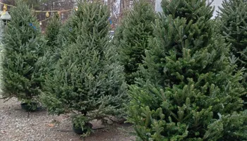 Pinestraw for BAM Another Pinestraw Lot in Flowery Branch, GA