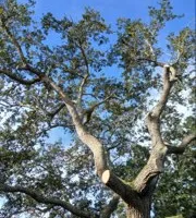 Tree Removal for ASAP Tree Service in Sebastian, FL