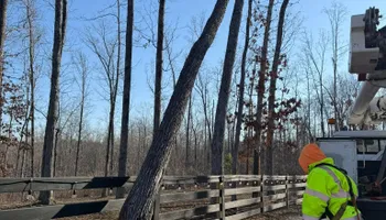 Tree Removal for Ross Family Tree Service LLC  in Hohenwald, TN