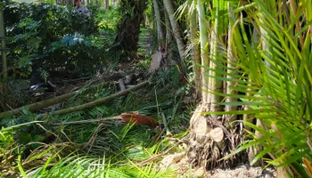 Tree Trimming & Removal for L & J Palm Tree & Lawn Care Services in Jupiter, FL