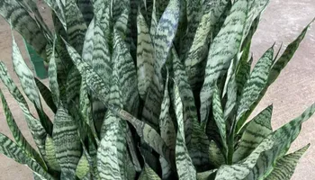 Plant Sales for S&R Landscaping and Nursery in Charlotte, NC