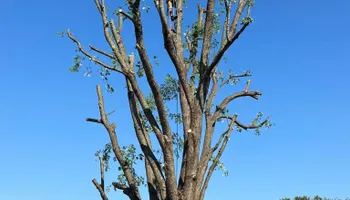 Tree Removal for Greenskeeper Property Management in Elizabethtown, KY