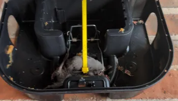 Residential Wildlife Control for Topper's Wildlife Removal in Garland, TX