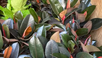 Plant Sales for S&R Landscaping and Nursery in Charlotte, NC