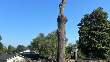 Tree Removal for JC Land and Tree Service in Kilgore, TX