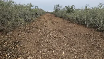 Land Clearing & Demolition for Hernandez Land Clearing Services in Alice, TX