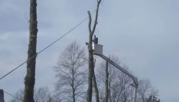 Tree Removal for Puckett's Tree Service in Decatur County, TN