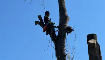 Tree Removal for Licensed to Cut Tree Service in Athens, PA