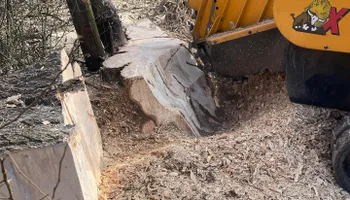 Stump Removal for J&K Stump Grinding in Detroit, MI