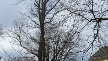 Tree Removal for Gray's Tree Service  in Shenandoah County, VA