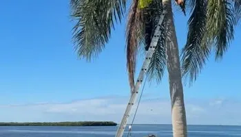 Tree Removal for Ryker's Tree Service in Dunedin, FL