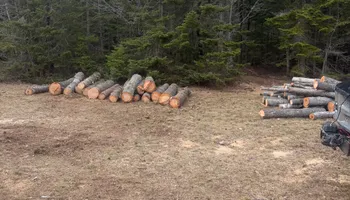 Tree Removal for J&Q Tree Service in Paradise, MI